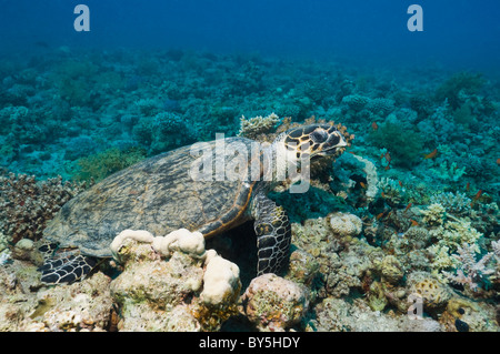 Tartaruga embricata (Eretmochelys imbricata) a riposo sulla barriera corallina. Mar Rosso, Egitto. Foto Stock