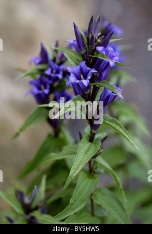 Willow Genziana, Gentiana asclepiadea, Gentianaceae, Europa Foto Stock