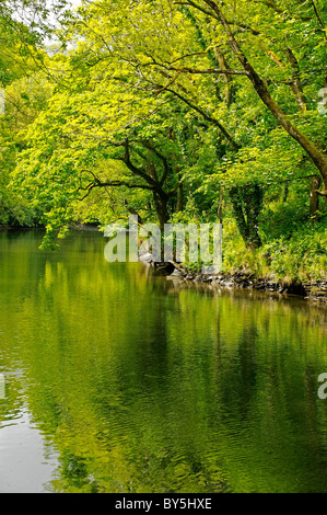 Il fiume Teifi, Cardigan Foto Stock