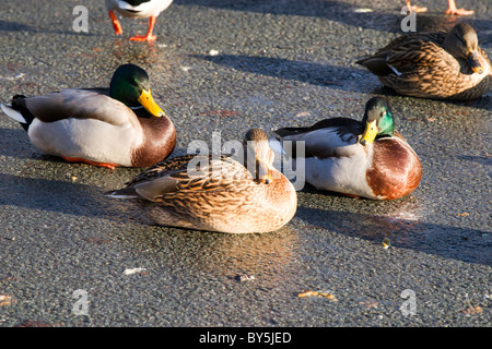 Anatre a Raby semplice in inverno quando il semplice è congelato. Foto Stock