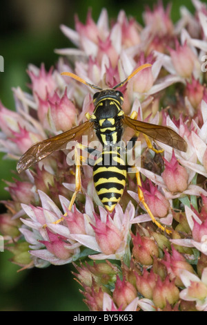 Carta europea Wasp (Polistes dominulus) su stonecrop (sedum Piante succulente | Dicotiledoni) autunno fire. Foto Stock