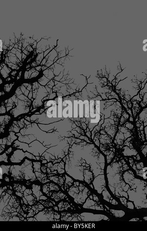 Albero di quercia rami silhouette su uno sfondo grigio. Foto Stock