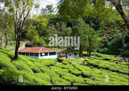 Le piantagioni di tè, altopiani, Kerala, India Foto Stock