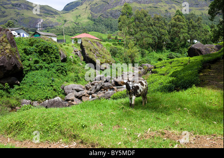 Una mucca pezzata pascolo da un ruscello vicino le piantagioni di tè, nelle Highlands, Kerala, India, con una cascata in background Foto Stock