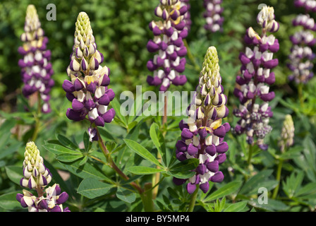 Lupini in un intrico di formatura con perenne viola fiori lilla in cluster di sgambate Foto Stock
