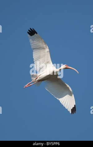 Bianco (Ibis Eudocimus albus) in volo Foto Stock