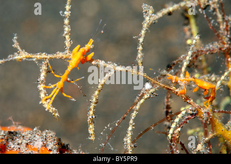 Lo scheletro di gamberetti, Caprellid sp. Tulamben, Bali, Indonesia. Mare di Bali, Oceano Indiano Foto Stock