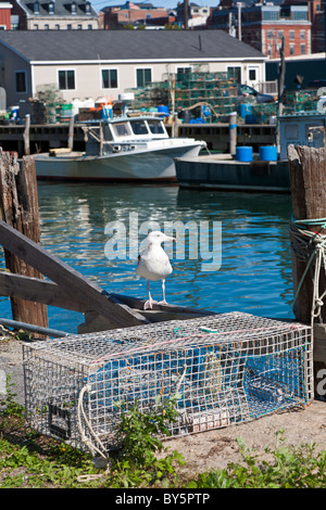 Gabbiano seduta vicino alla trappola di aragosta su Wharf a Portland, Maine Foto Stock