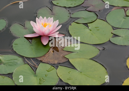 Ninfea Bianca (Nymphaea sp.), ibrido Foto Stock