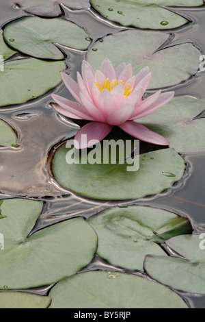 Ninfea Bianca (Nymphaea sp.), ibrido Foto Stock