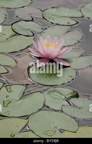 Ninfea Bianca (Nymphaea sp.), ibrido Foto Stock