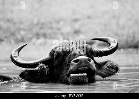 Wild Asian bufalo d'acqua - Bubalus arnee Foto Stock