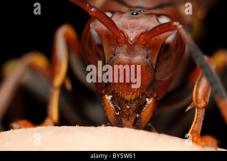 Ritratto frontale di un rosso wasp mentre si beve il miele Foto Stock