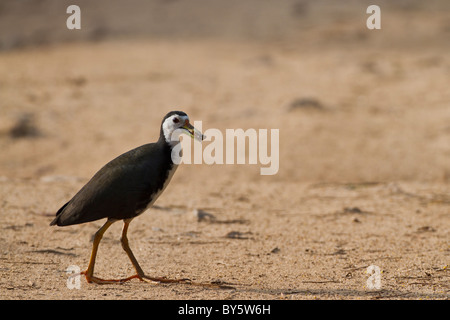 Bianco-breasted Waterhen (Amaurornis phoenicurus) con un coleottero nel suo becco photgraphed a Talangama wetland Sri Lanka. Foto Stock