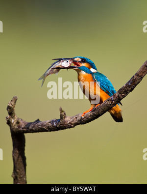 Comune di Kingfisher, Alcedo atthis con un piccolo pesce nel becco. Foto Stock