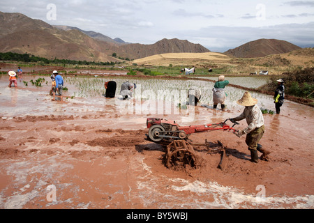 Iran Alborz mountain range: la coltivazione del riso Foto Stock