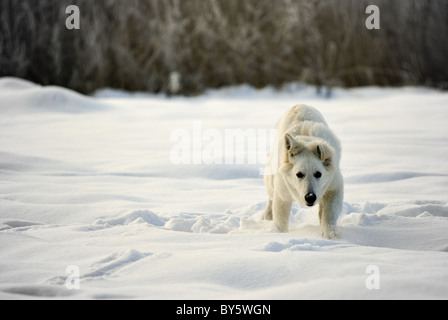 La fotografia di esecuzione di Berger Blanc Suisse (sinonimo di bianco il cane pastore) nella neve. Foto scattata il: 07.12.2010 Foto Stock