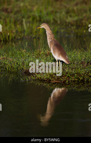 Indian Pond Heron o Paddybird (Ardeola grayii) in Sri Lanka Foto Stock