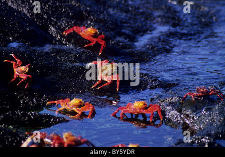 Sally lightfoot crab, nelle Galapagos. Ecuador. Splendidamente colorati granchi. Noto anche come il Red Rock e granchio granchi di scoglio. Foto Stock