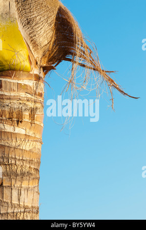 Il Cocos nucifera. Indian di palme da cocco di corteccia di albero. Andhra Pradesh, India Foto Stock