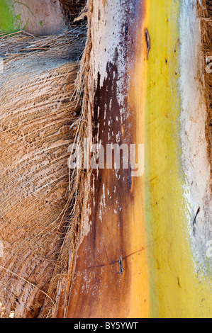 Il Cocos nucifera. Indian di palme da cocco di corteccia di albero. Andhra Pradesh, India Foto Stock