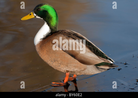 Maschio di Mallard duck, Drake, Anas platyrhnchos Foto Stock