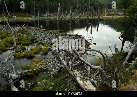 Beaver Dam Los Castores Parque Nacional Tierra del Fuego a ovest di Ushuaia Patagonia Argentina America del Sud Foto Stock