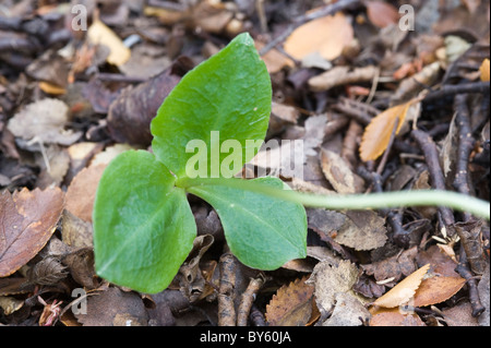 Palomita, cane orchidea (Codonorchis lessonii) Fogliame Parque Nacional Tierra del Fuego a ovest di Ushuaia Patagonia Argentina Foto Stock