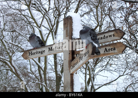 Piccioni nella neve, Sadler's Ride, Hurst Park, East Molesey, Surrey, Inghilterra, Gran Bretagna, Regno Unito, Regno Unito, Europa Foto Stock