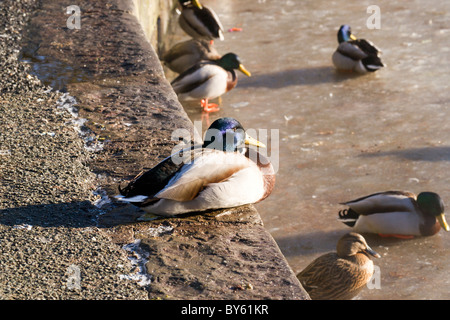 Anatre a Raby semplice in inverno quando il semplice è congelato. Foto Stock