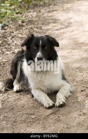 Collie cane che giace in posizione verticale e di avviso di fronte alla telecamera. Foto Stock