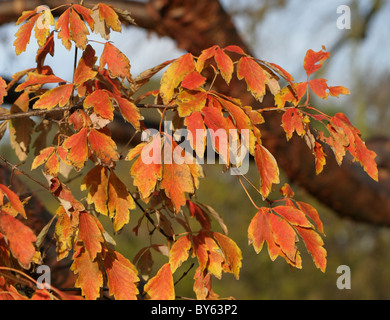 Foglie di autunno della carta corteccia Acero Acer griseum, Aceraceae, meridionale e la Cina centrale. Foto Stock