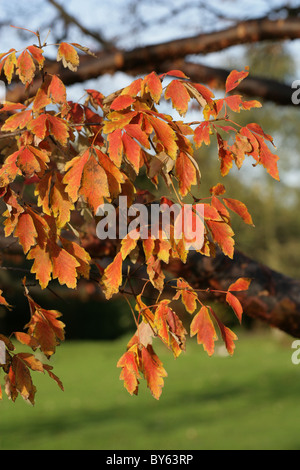 Foglie di autunno della carta corteccia Acero Acer griseum, Aceraceae, meridionale e la Cina centrale. Foto Stock