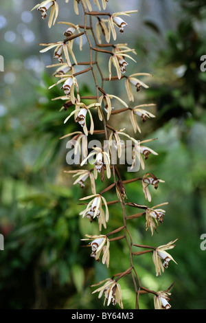 Collana Orchidea, Coelogyne dayana, Orchidaceae. Indonesia, Papua Nuova Guinea, sud-est asiatico. Foto Stock