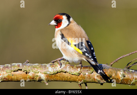 Cardellino europeo(carduelis carduelis) su un ramo di betulla Foto Stock