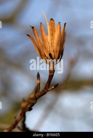 Tulip Tree (semi) Pod, liriodendron tulipifera, della Magnoliacee, Nord Est USA, America del Nord Foto Stock