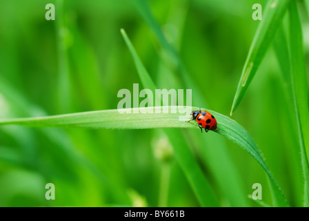 Red spotted coccinella sul coltello verde di erba (messa a fuoco selettiva su coccinella indietro) Foto Stock