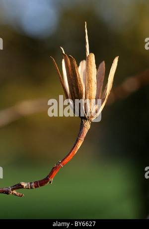 Tulip Tree (semi) Pod, liriodendron tulipifera, della Magnoliacee, Nord Est USA, America del Nord Foto Stock