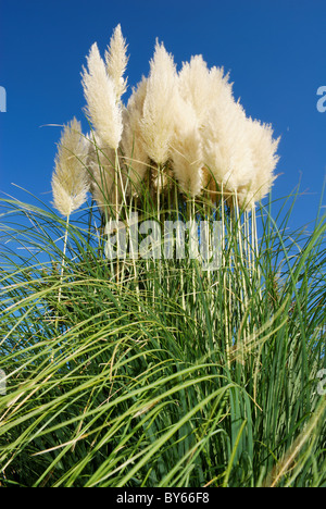 Grande grappolo di pampa erba sotto il cielo blu chiaro Foto Stock