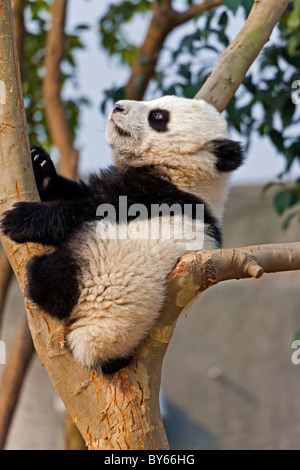Giovane Panda Gigante cub nella struttura ad albero a Chengdu Research Base del Panda Gigante Allevamento, Cina. JMH4383 Foto Stock
