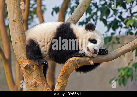 Giovane Panda Gigante cub appoggiata nella struttura ad albero a Chengdu Research Base del Panda Gigante Allevamento, Cina. JMH4385 Foto Stock