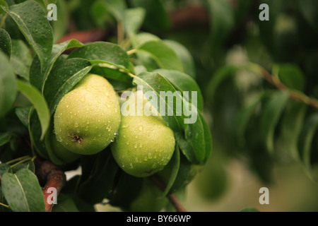 Pere mature con gocce di pioggia appeso sulla struttura ad albero pronto per il raccolto Foto Stock