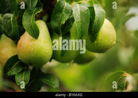 Pere mature con gocce di pioggia appeso sulla struttura ad albero pronto per il raccolto Foto Stock