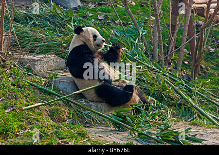 Panda gigante alimentare sul bambù a Chengdu Research Base del Panda Gigante Allevamento, Cina. JMH4397 Foto Stock
