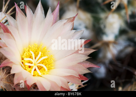 Rosa pallido Coryphantha fiore di cactus Foto Stock