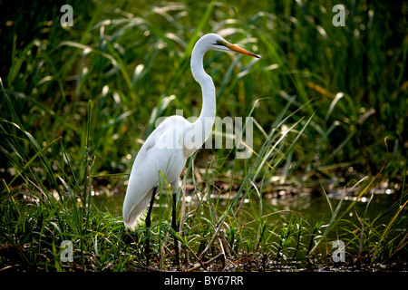 Airone bianco maggiore, Canale Kasinga, Uganda, Africa orientale Foto Stock