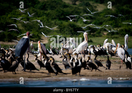 Molti uccelli sul Canale Kasinga, Uganda, Africa orientale Foto Stock