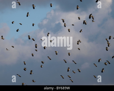 Gregge di pavoncella, Vanellus vanellus, REGNO UNITO Foto Stock