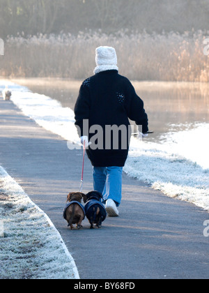 Vecchia donna camminando due cani di salsiccia, REGNO UNITO Foto Stock