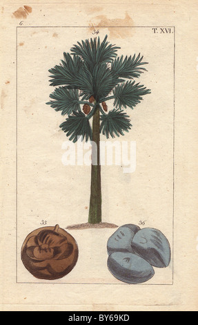 Asian Palmyra, Toddy palm o Sugar Palm tree, Borassus flabellifer. Foto Stock